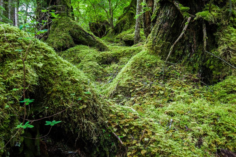 Tongass National Forest, Alaska