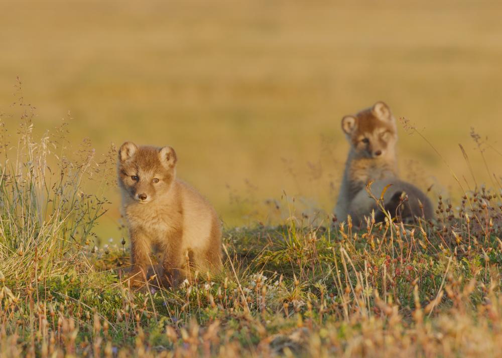 arctic foxes