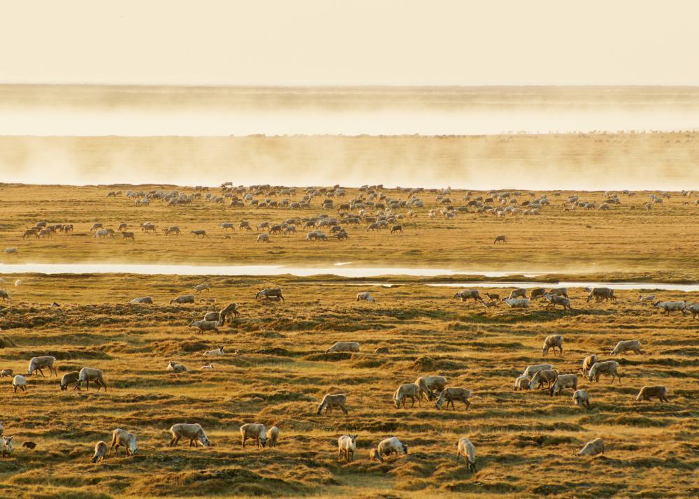 landscape with hundreds of caribou