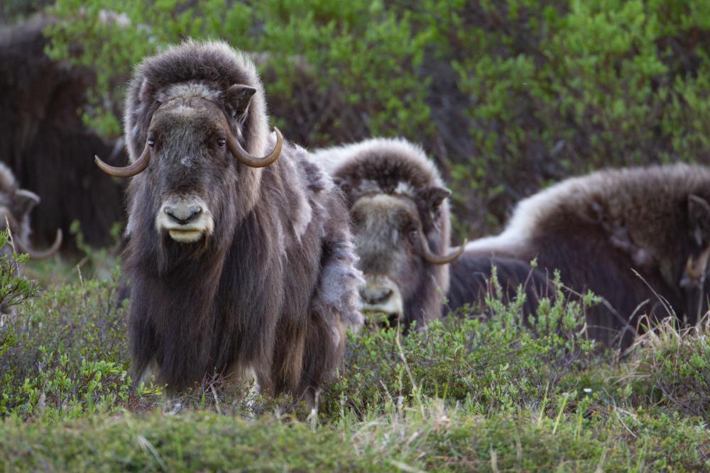 A group of muskox face the camera