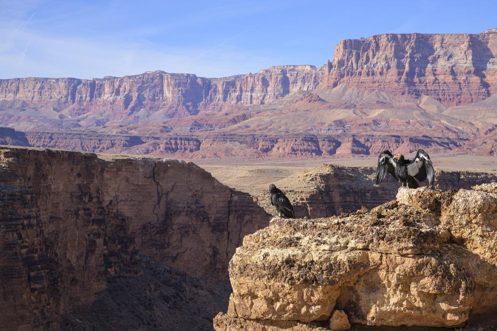 A pair of condors perched in the proposed Baaj Nwaavjo I'tah Kukveni Grand Canyon National Monument