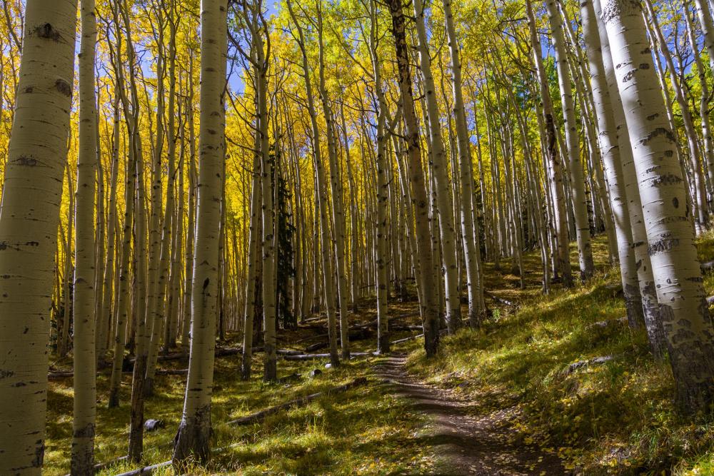 White-barked aspen trees with yellow and orange foliage