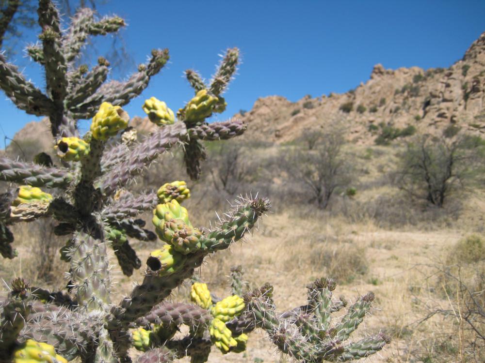 Yellow and green cactus in immediate foreground, mountainous desert in background, Coronado National Forest, Arizona