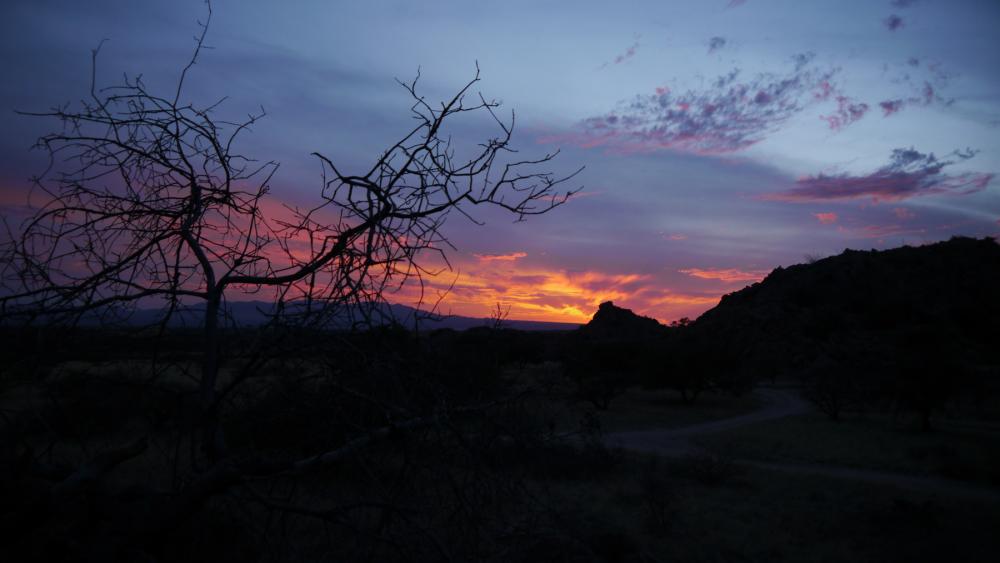 Sunset with leafless trees in immediate foreground, desert landscape