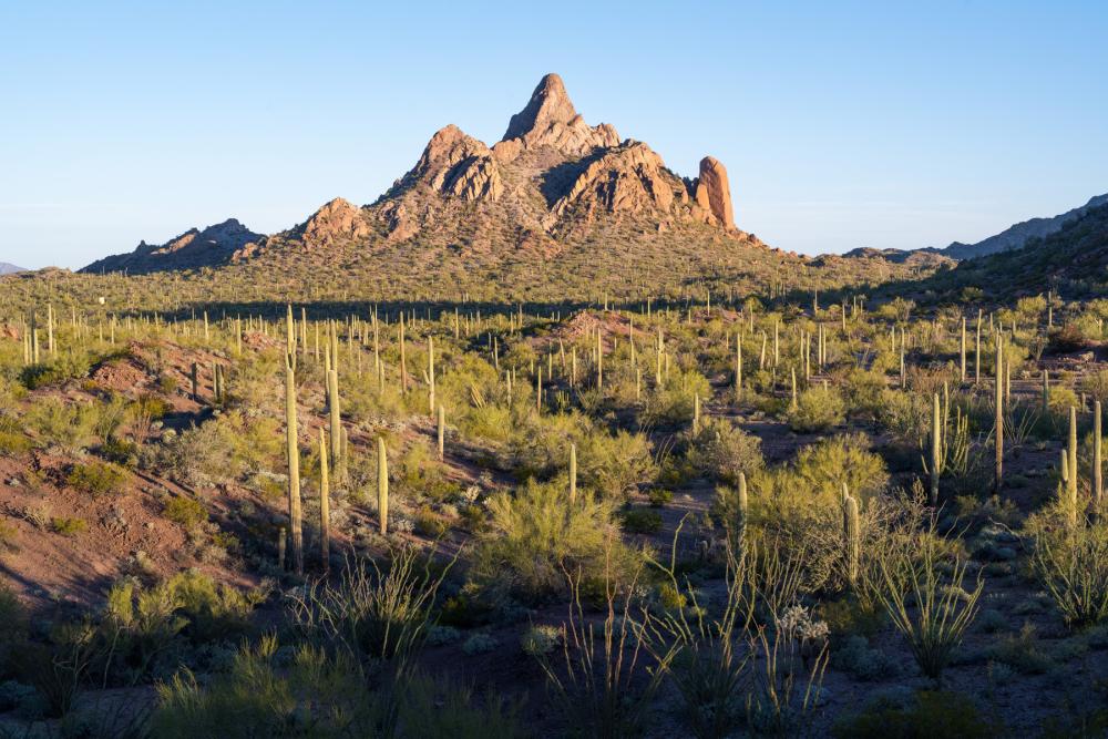 Sunlit mountain in desert landscape with cactuses and other plants in the mid- and foreground