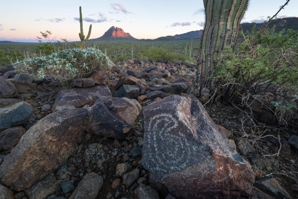 Rock art and cactus at Ironwood Forest National Monument, Arizona