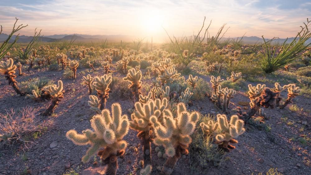 Kofa National Wildlife Refuge, Arizona