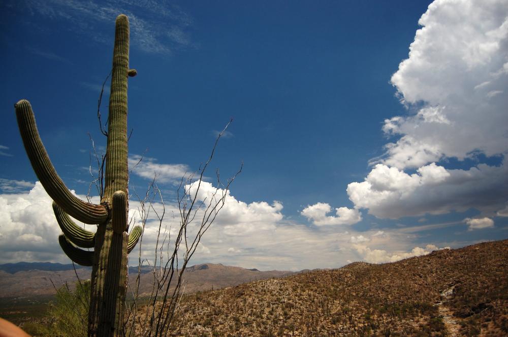 Lone saguaro cactus in foreground on left side of image, partly cloudy blue skies overhead, desert landscape in background