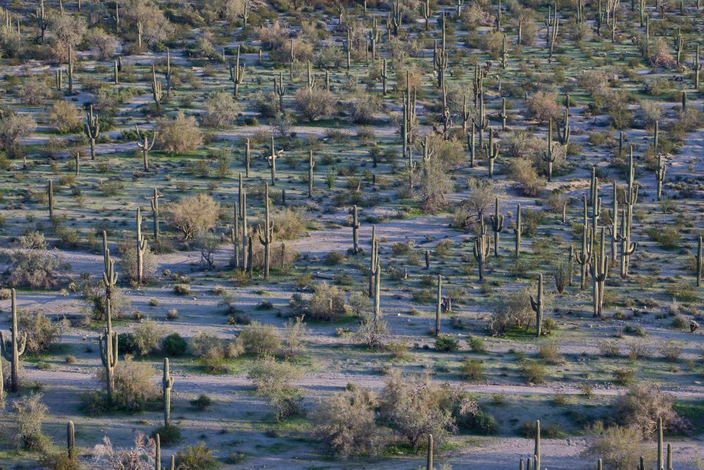Cactus in Sonoran Desert National Monument, Arizona