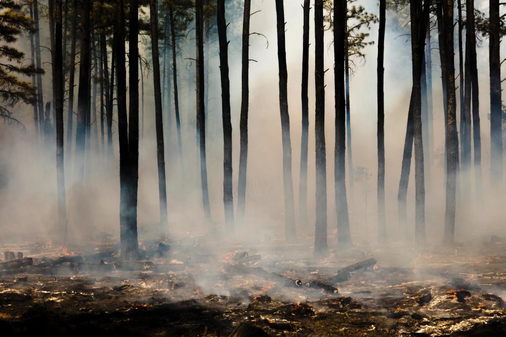 Burned tree trunks with smoke hanging at ground level in forest