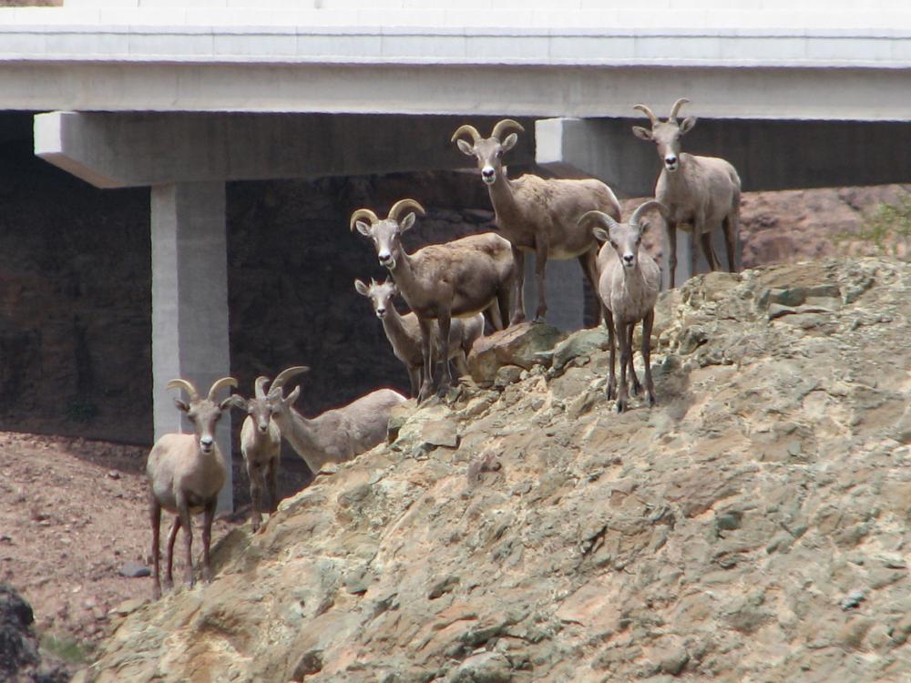 Group of bighorn sheep looking toward viewer, gathered next to and underneath a highway overpass