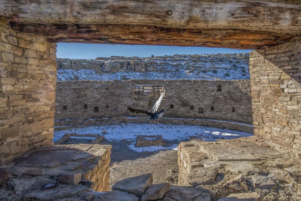 A raven is flying in the middle of the ruin of Casa Rinconada at the Chaco Canyon National Park in New Mexico.