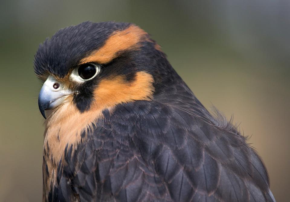 Aplomado Falcon