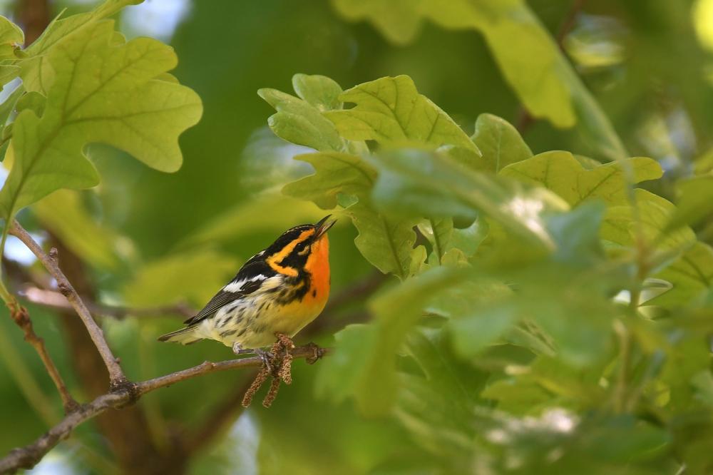 Bright orange and black bird perched on tree branch
