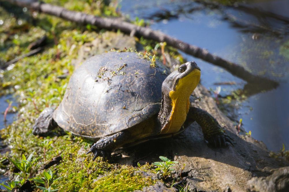 Turtle with dark shell and yellow throat sunning itself on a mossy log