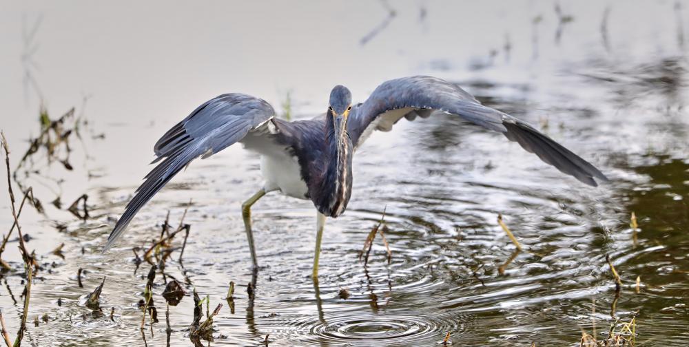 The Everglades are a refuge for many birds, like this great blue heron.