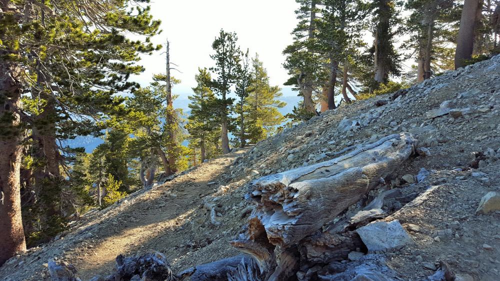 Tree-covered slope in the Angeles National Forest, California