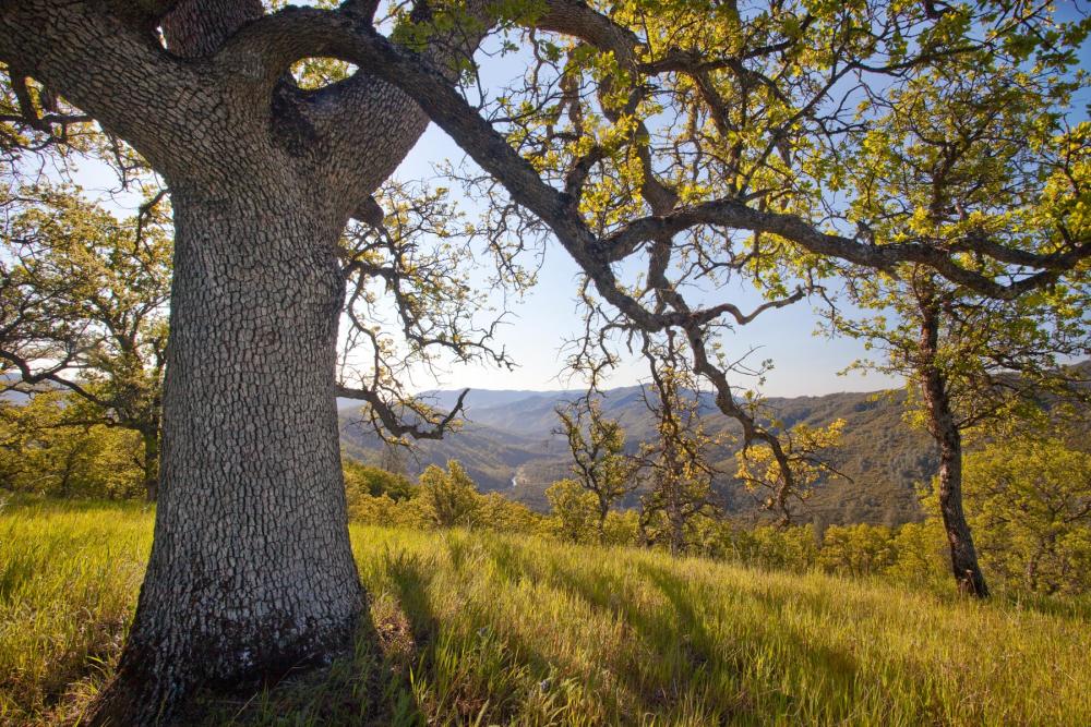 Oak trees in Berryessa-Snow Mountain National Monument, California.