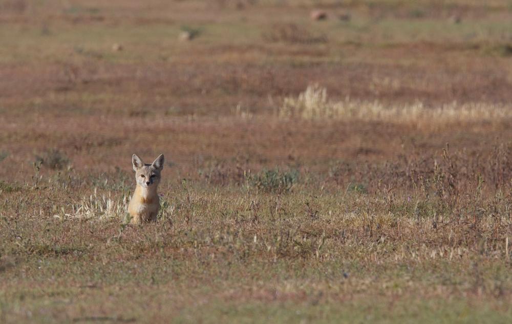 Fox sitting in midground against a background of brownish grass