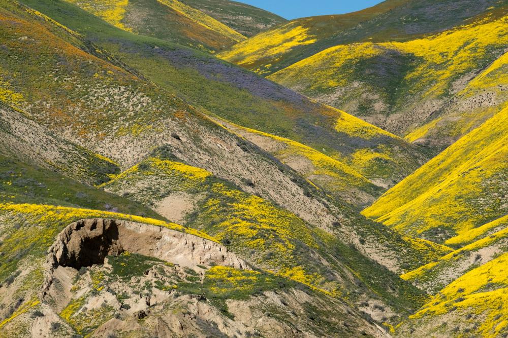 Wildflower-covered hillsides in the Temblor Range above Carrizo Plain National Monument, California