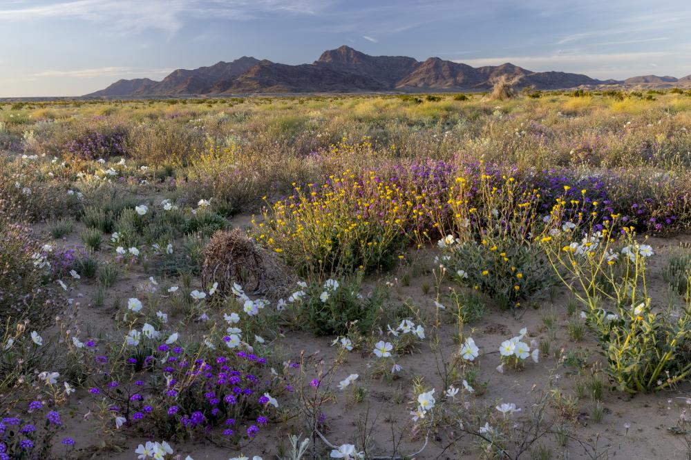 The Mule Mountains in Southern California.