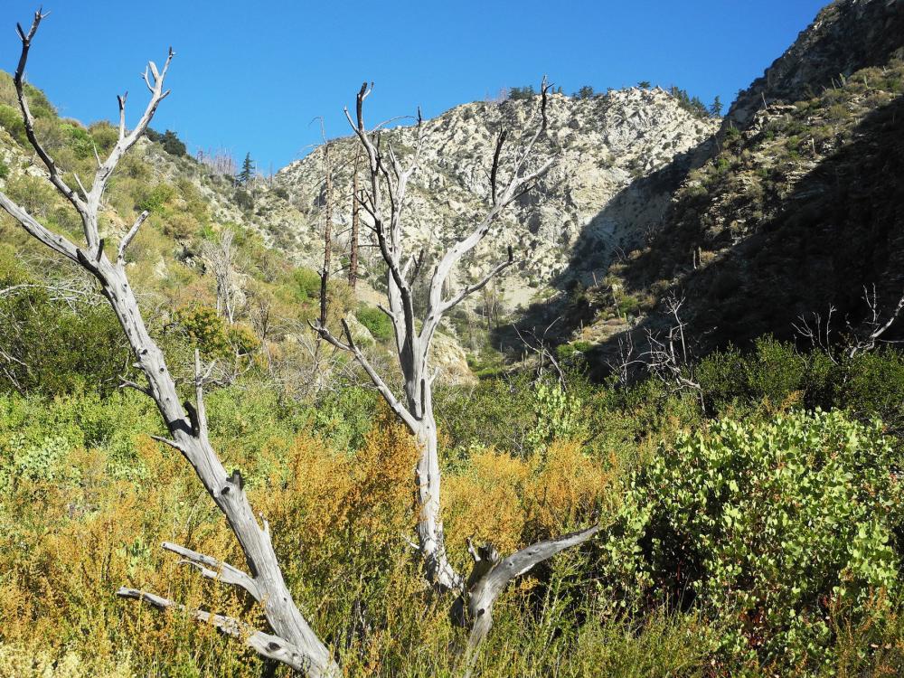 Cucamonga Wilderness in the San Gabriel Mountains, California