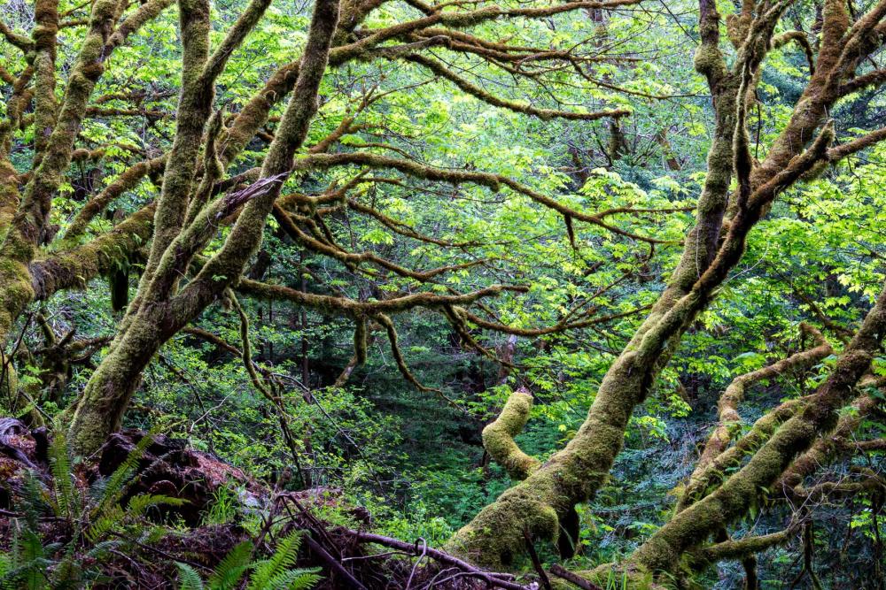 Forest interior in Headwaters Forest Reserve, California.