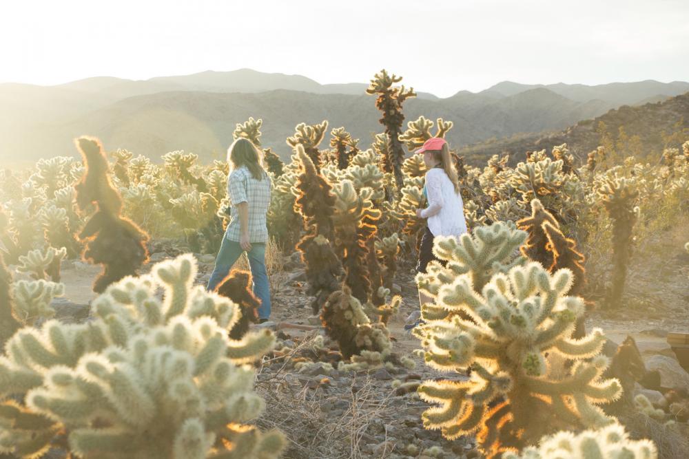 Joshua Tree National Park, CA.