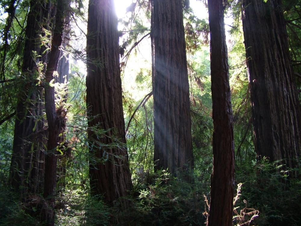 Sunlight filtering between large, dark tree trunks, framed by green plant growth in the background