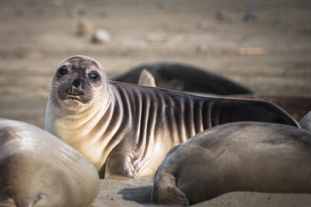 Northern elephant seals bask in the sun on the Point Reyes shoreline