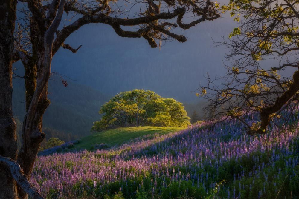 Lupine field in Redwood National Park