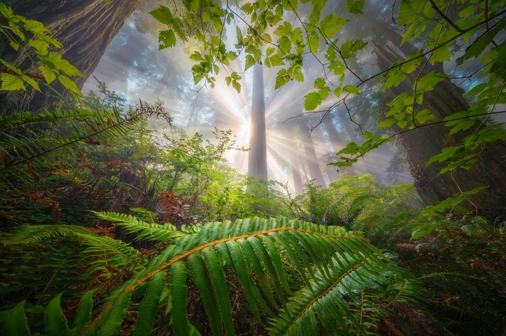 Fog and light shines through redwood trees