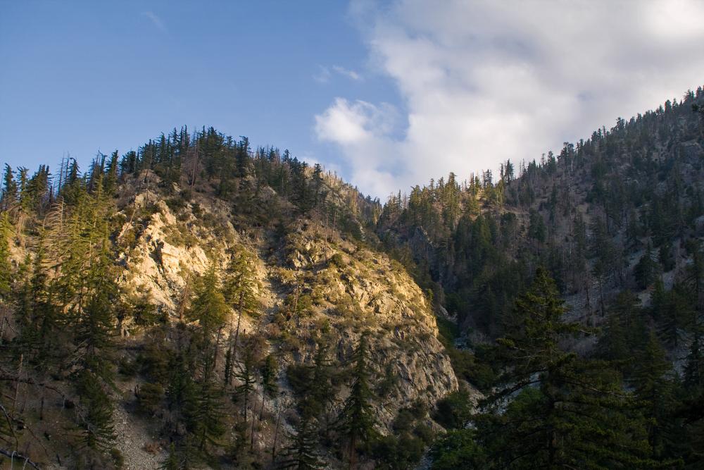 Forest landscape in the San Gabriel Mountains, California