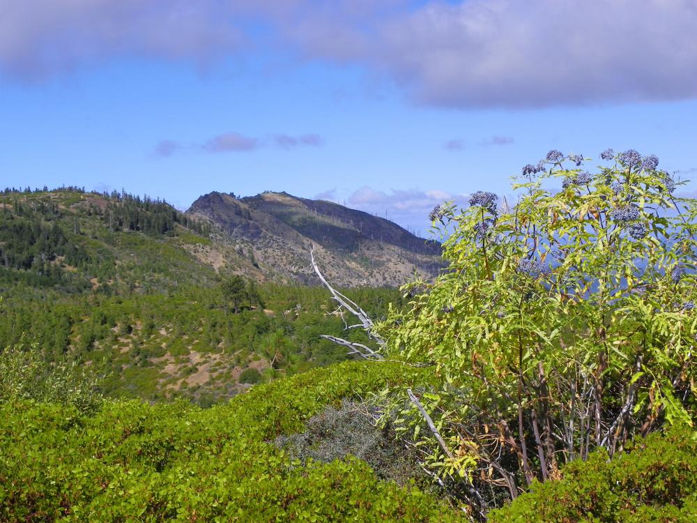 Trees in foreground at Sanhedrin Wilderness, California