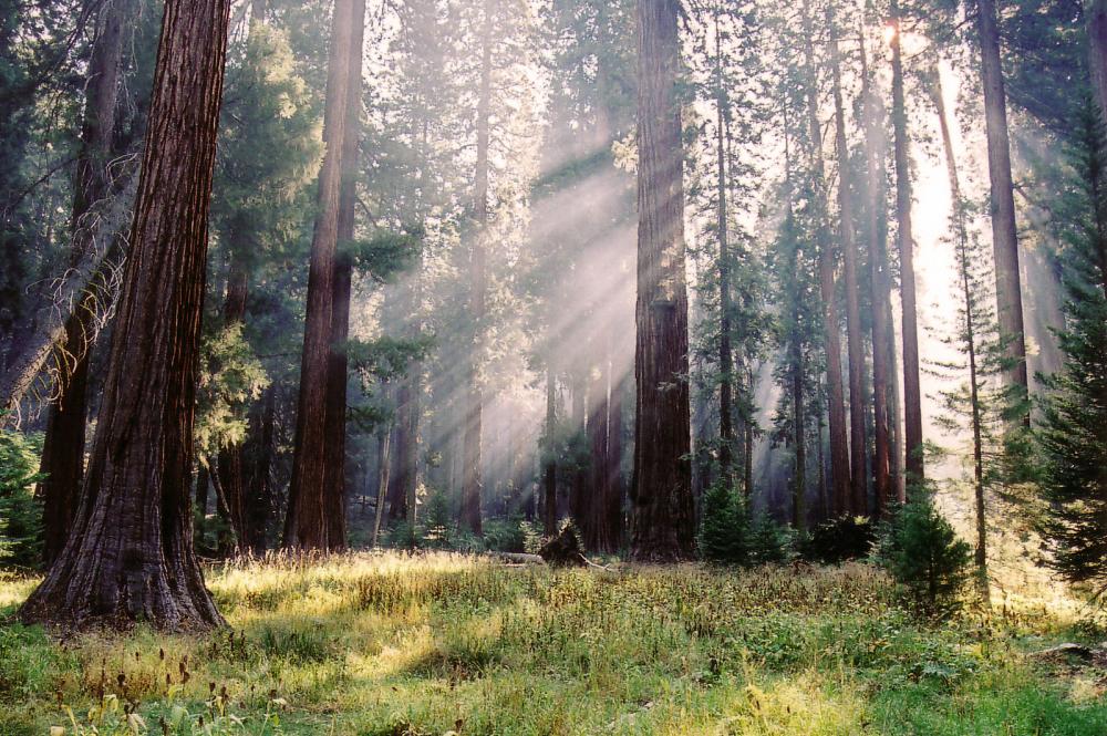 Giant sequoias can live up to 3,000 years, but they are dying far too early from long-term drought in California. 