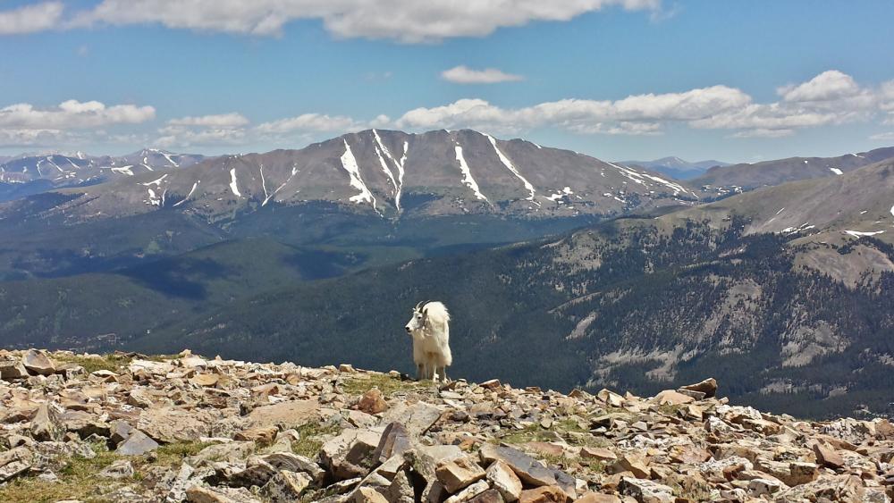 A mountain goat along the trail to Quandary Peak in the Continental Divide, Colorado