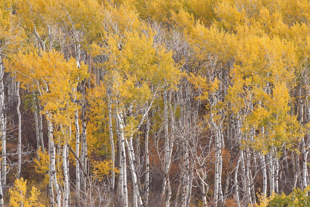 A stand of aspens display brilliant fall color near McClure Pass high on the Thompson Divide, Colorado