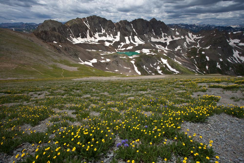 Yellow wildflowers in foreground amid patches of grass, snow-streaked mountains and blue lake in background underneath cloudy sky