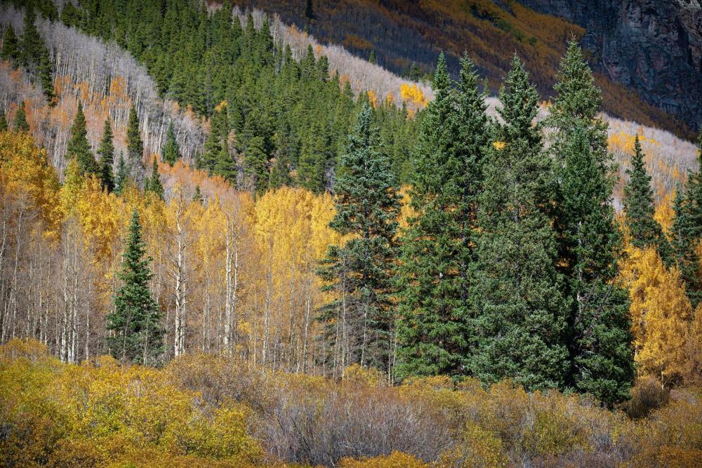 Autumn colors in Mount Evans Wilderness, Colorado