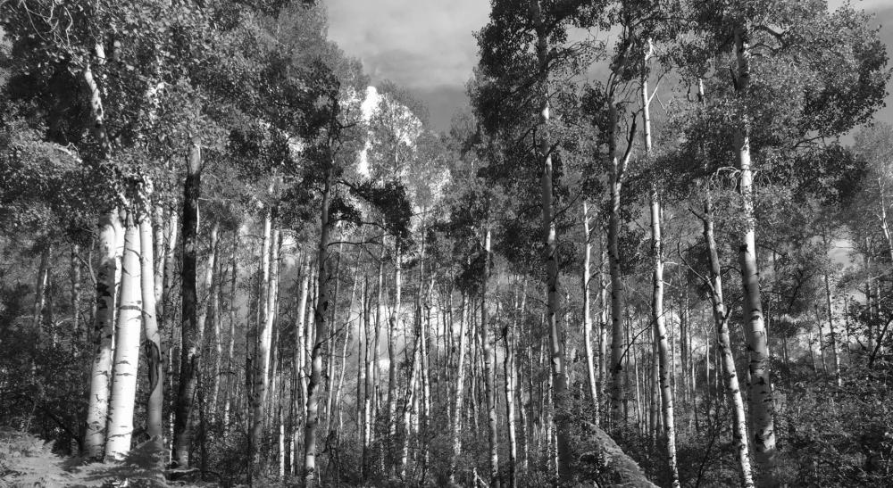 Black and white scene of pale-trunked aspen trees