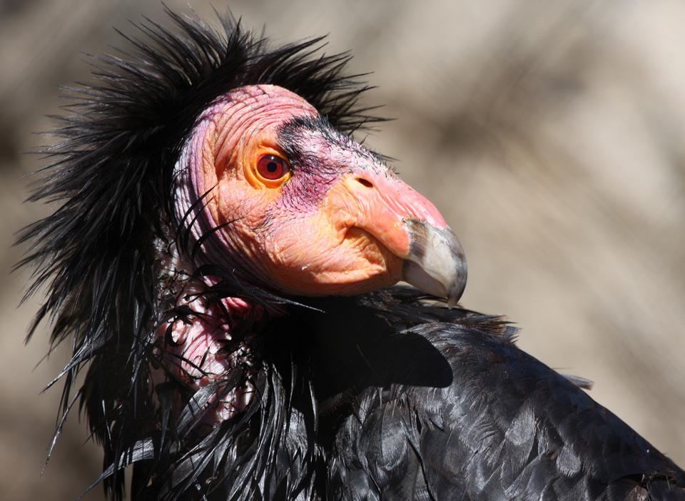 California Condor 