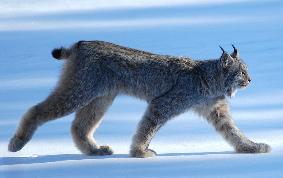 Canada Lynx