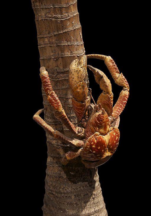 Coconut Crab