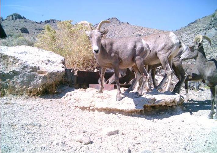 Bighorn sheep captured on motion-sensor camera in the refuge