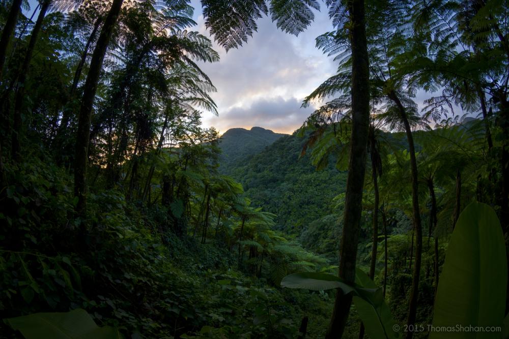 The United States also has rainforests