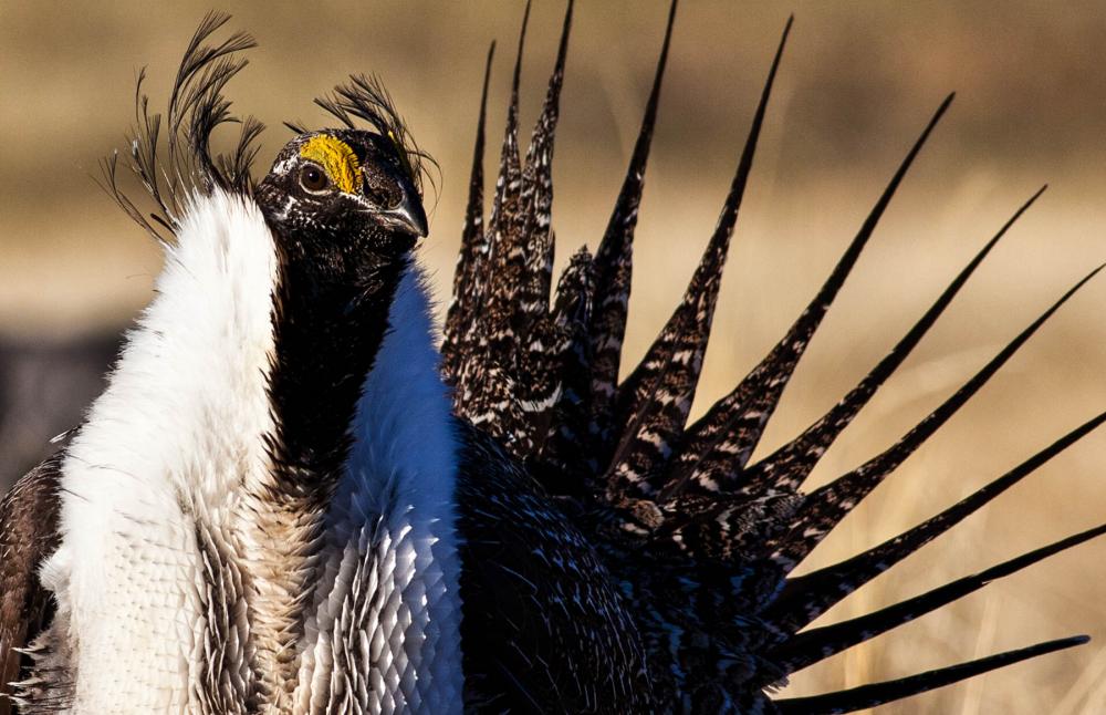 Greater sage-grouse Greater sage-grouse