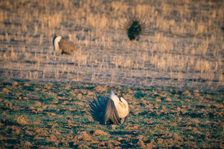 Greater sage-grouse