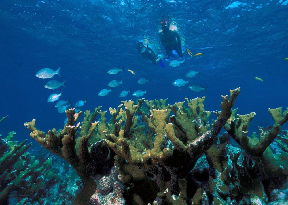 Two divers visible behind coral reef in blue water at Biscayne National Park, Florida