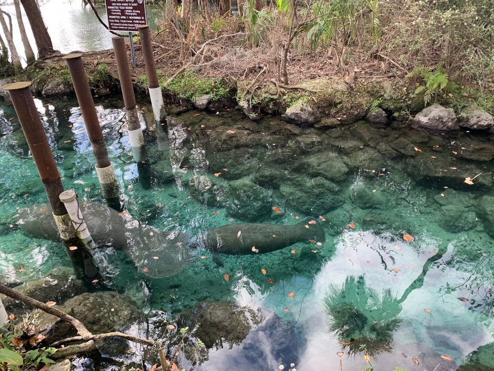 Manatees swimming below the surface in clear water at Crystal River National Wildlife Refuge, Florida