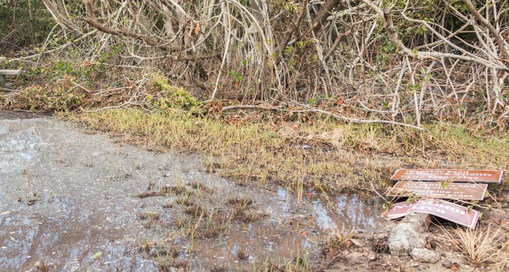 Muddy, pooling water lapping up against grass and mangrove roots with a toppled park sign on the right side of the image